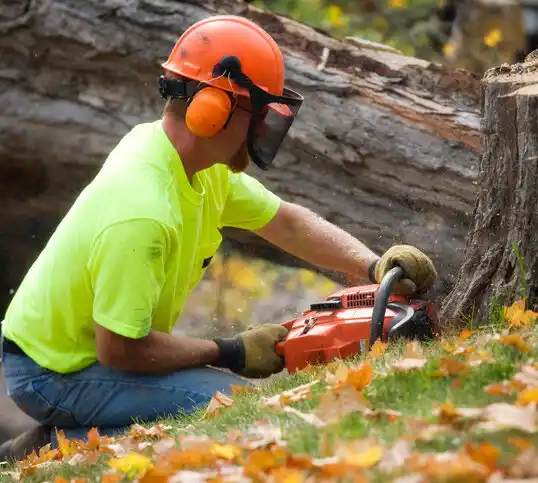 tree services Cologne